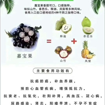 树葡萄沙巴嘉宝果热带水果