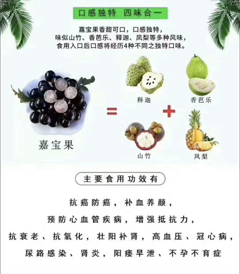 树葡萄沙巴嘉宝果热带水果