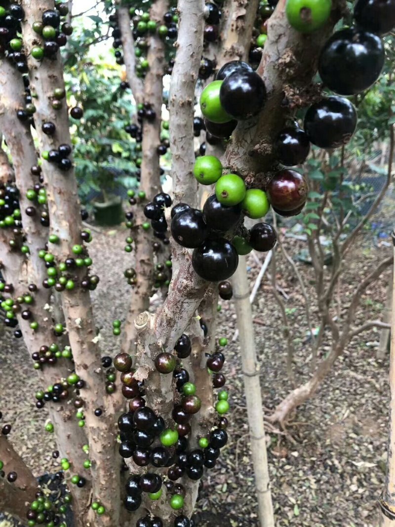 树葡萄沙巴嘉宝果热带水果