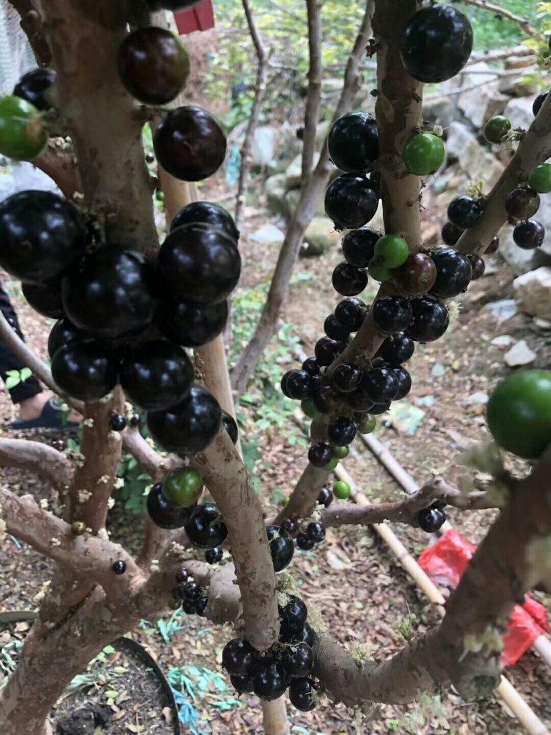 树葡萄沙巴嘉宝果热带水果