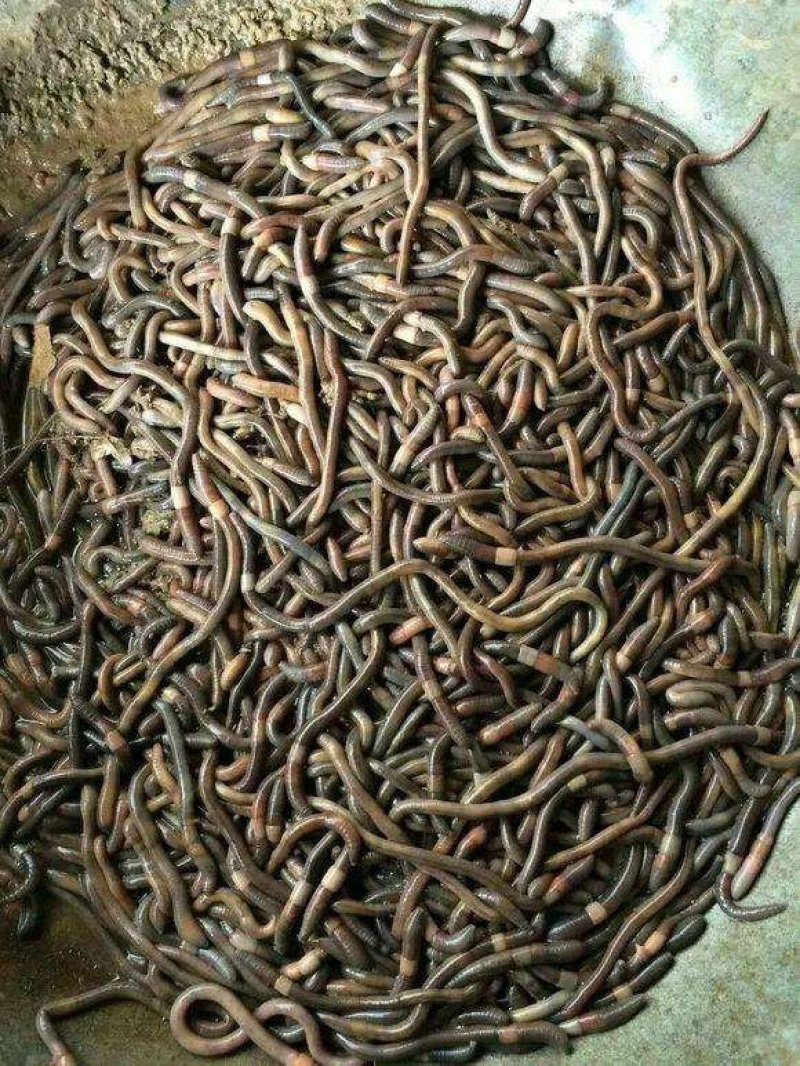 地龙干货，地龙干全开，水洗无泥从头到尾开边，地龙