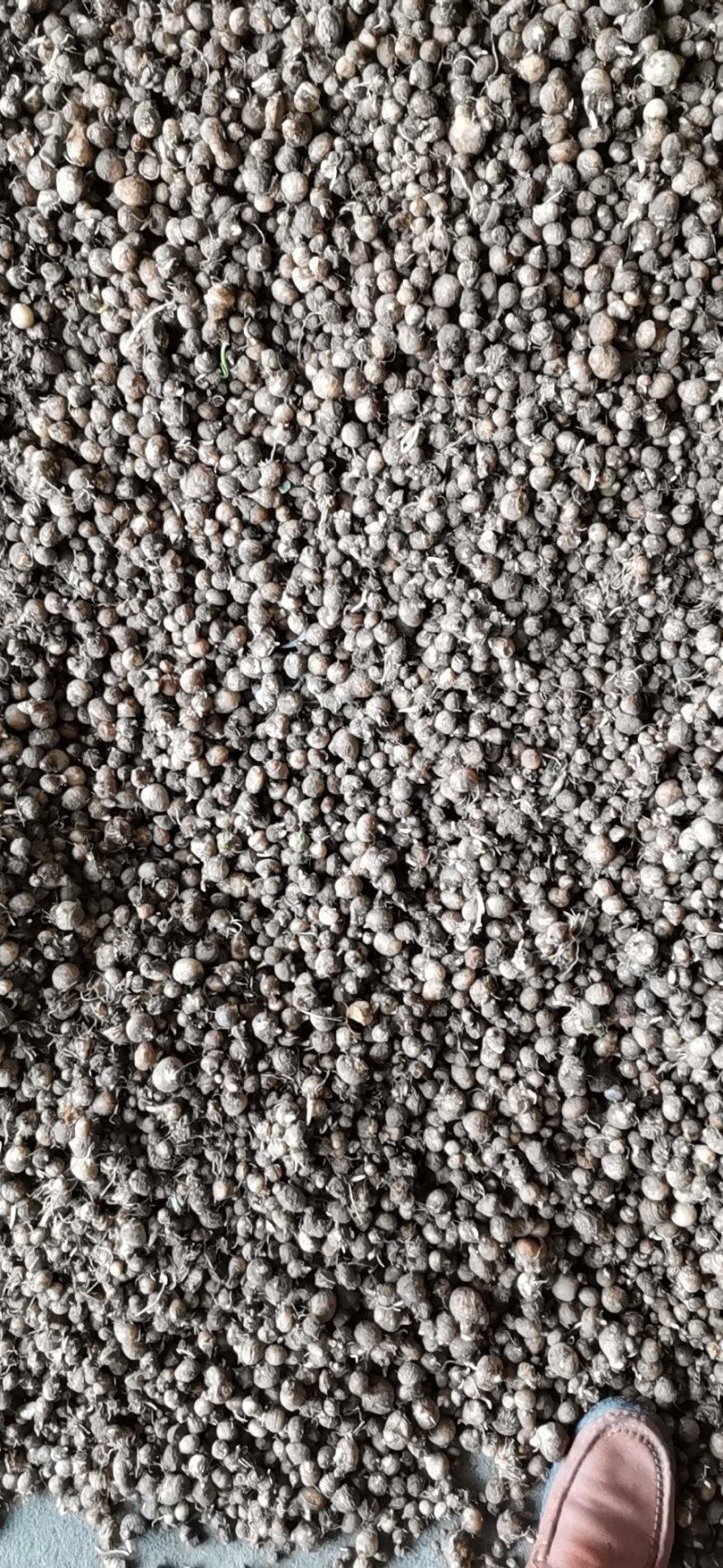 重庆秀山野生旱半夏种球，都是野生货