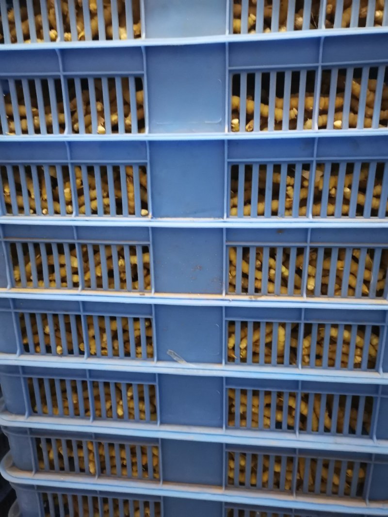 豆丹瓶装开始预订冻虫包运费
