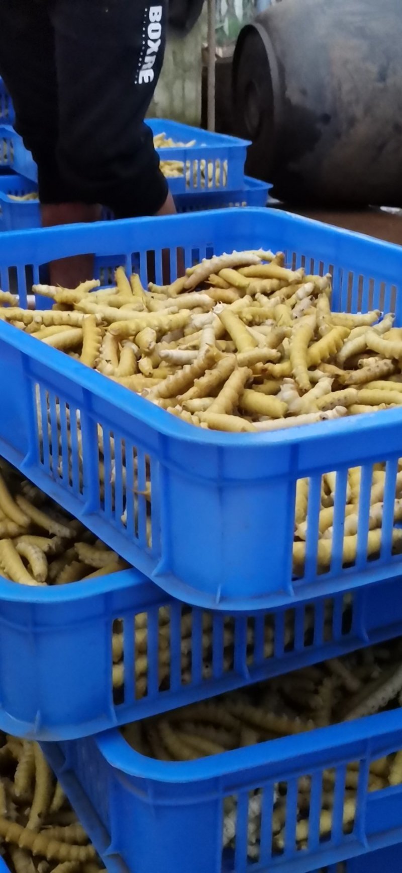 豆丹瓶装开始预订冻虫包运费