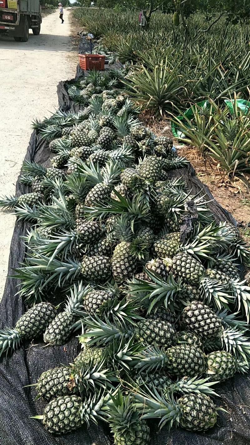 标誌性特色产品海南金菠萝