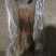 紫薇、百日红、痒痒树、大红紫薇，、老紫薇