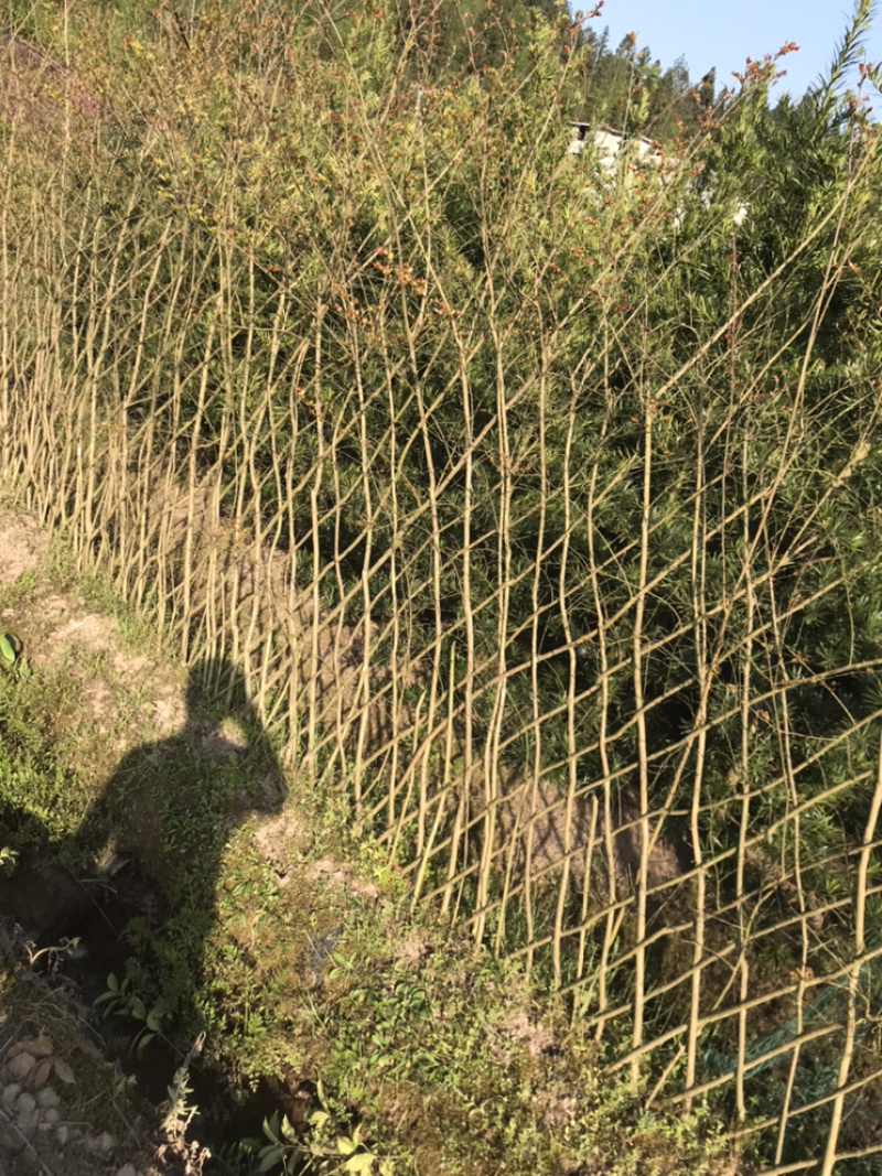 紫薇、百日红、痒痒树、大红紫薇，、老紫薇