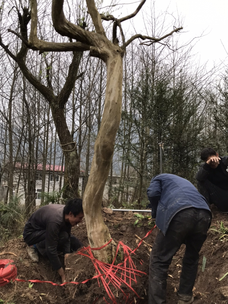 紫薇、百日红、痒痒树、大红紫薇，、老紫薇