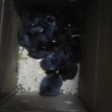 种苗