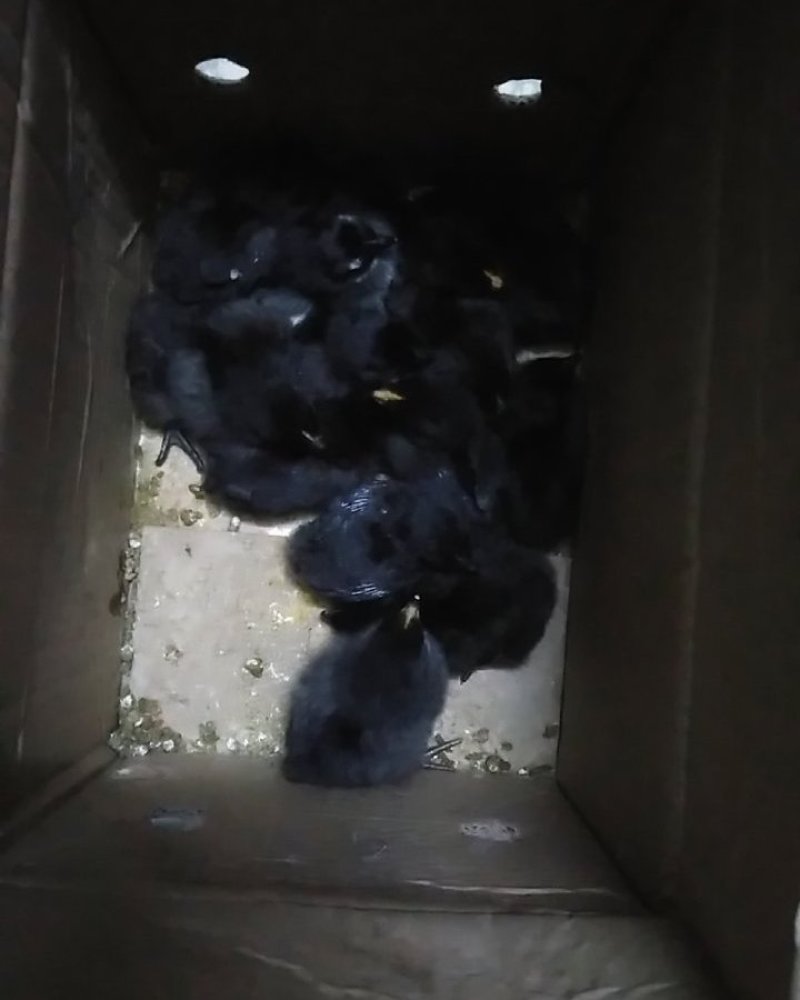 种苗