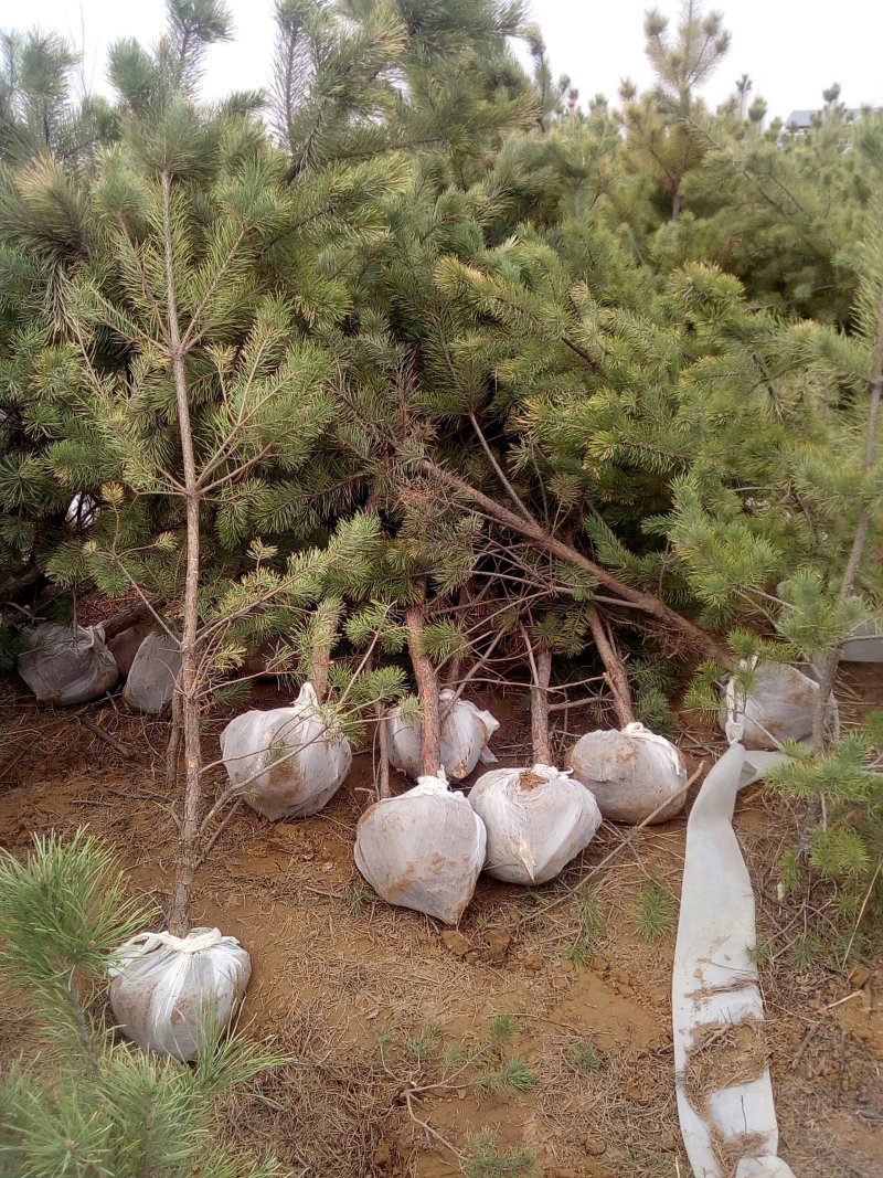 产地直供内蒙鄂前旗樟子松树苗带土球包纱布上车