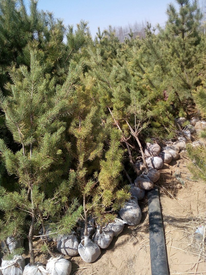 产地直供内蒙鄂前旗樟子松树苗带土球包纱布上车