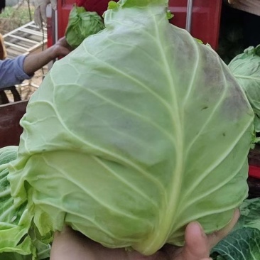 山东省郯城县红花镇东岳村甘蓝白菜，有机大量上市质量杠杠的