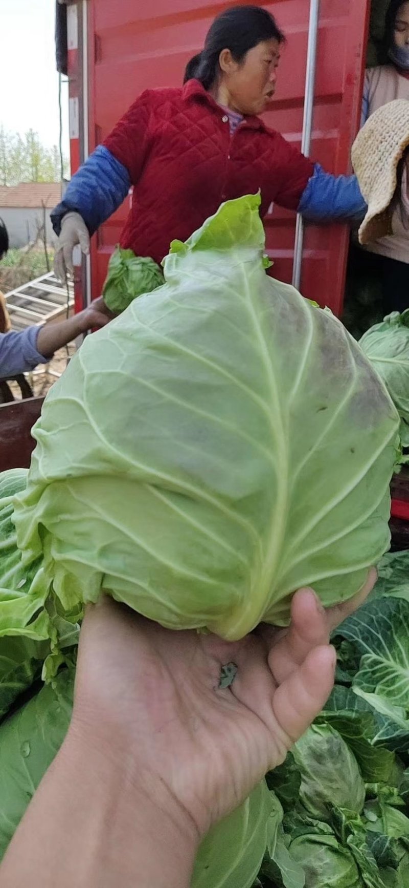 山东省郯城县红花镇东岳村甘蓝白菜，有机大量上市质量杠杠的