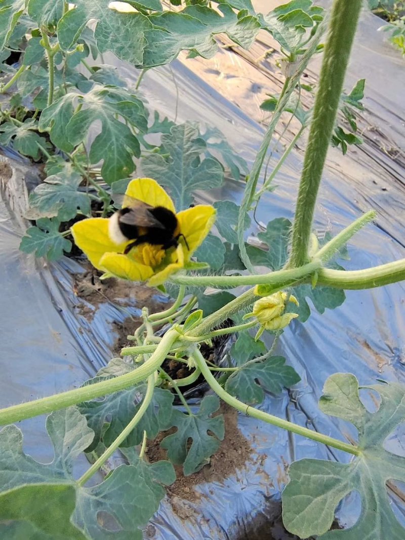 蜜蜂熊蜂120只/箱西红柿专用草莓蓝莓授粉