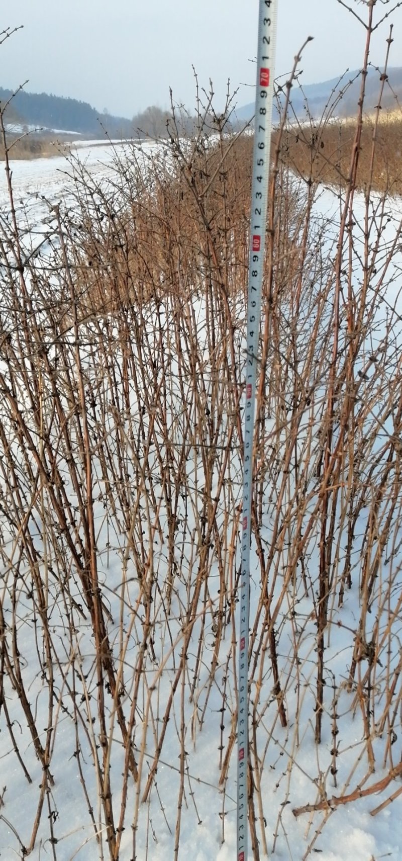 蓝靛果树苗