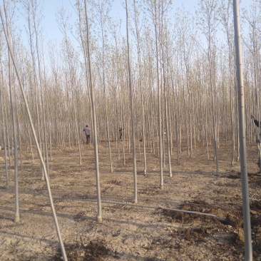 5公分白蜡到十公分自家大量低价出售，价格合理