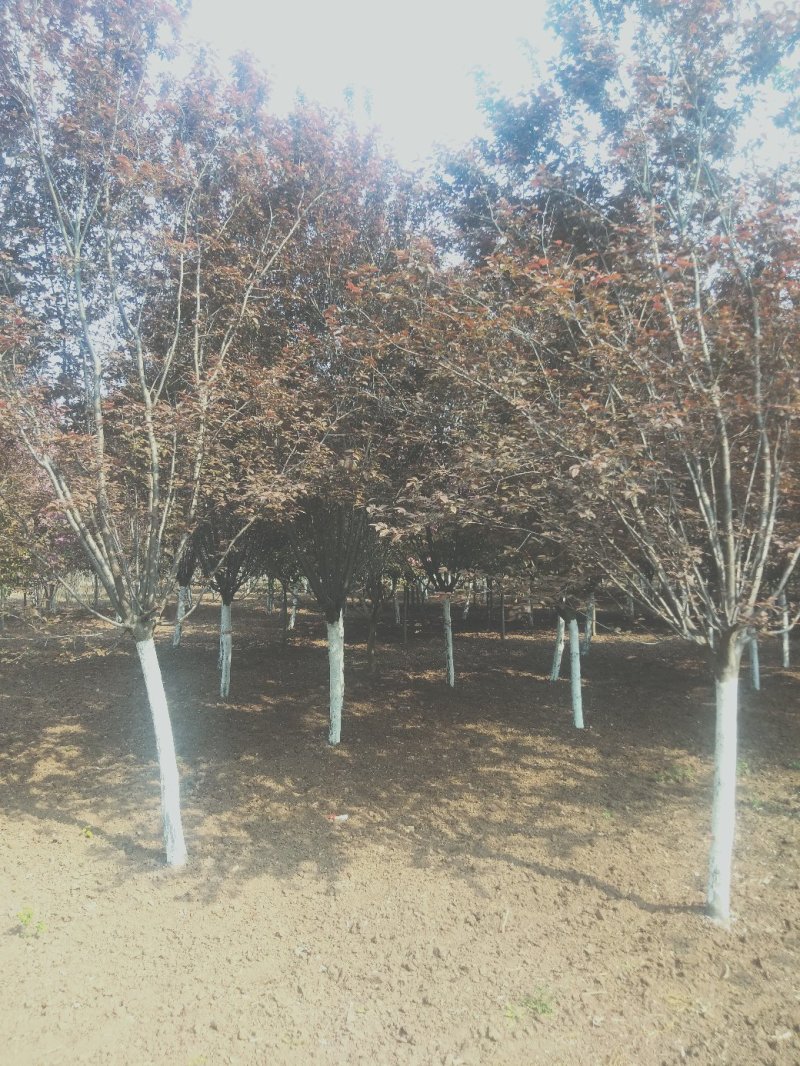 苗圃供应多规格小叶紫叶李