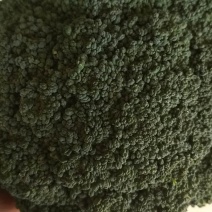 西兰花新野县蔬菜种植基地大量出货中，货源充足品质有
