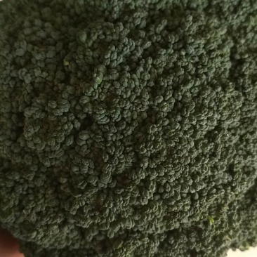 西兰花新野县蔬菜种植基地大量出货中，货源充足品质有