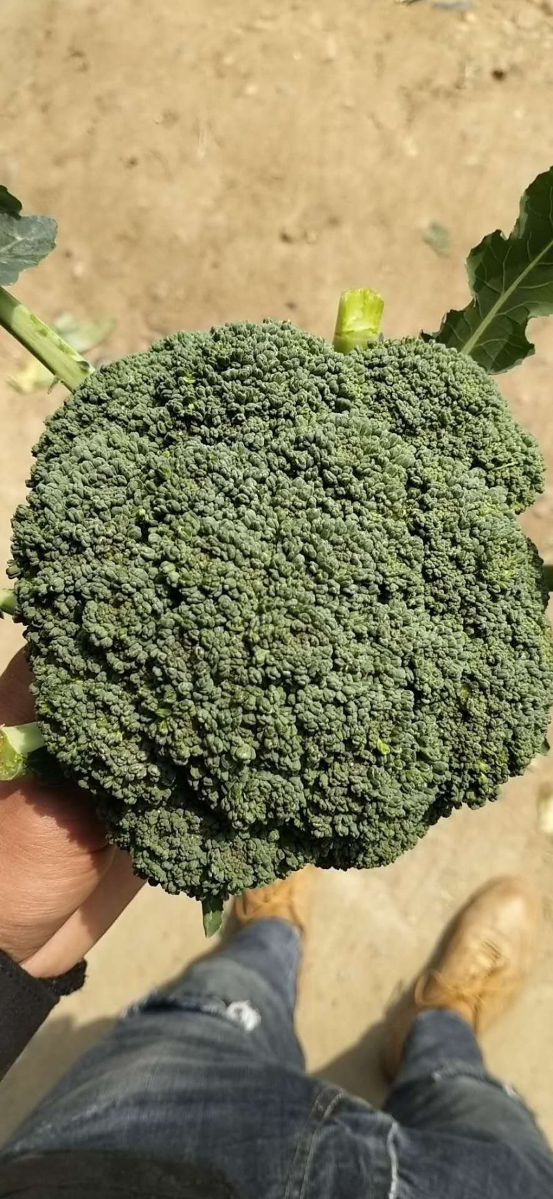 西兰花新野县蔬菜种植基地大量出货中，货源充足品质有