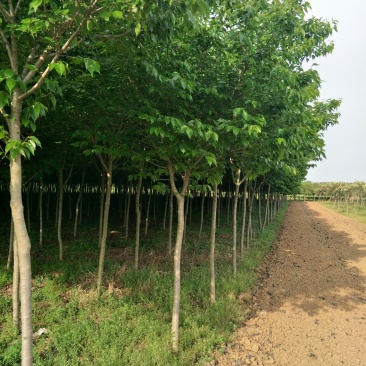 【推荐】女贞大叶女贞大量现货基地直供