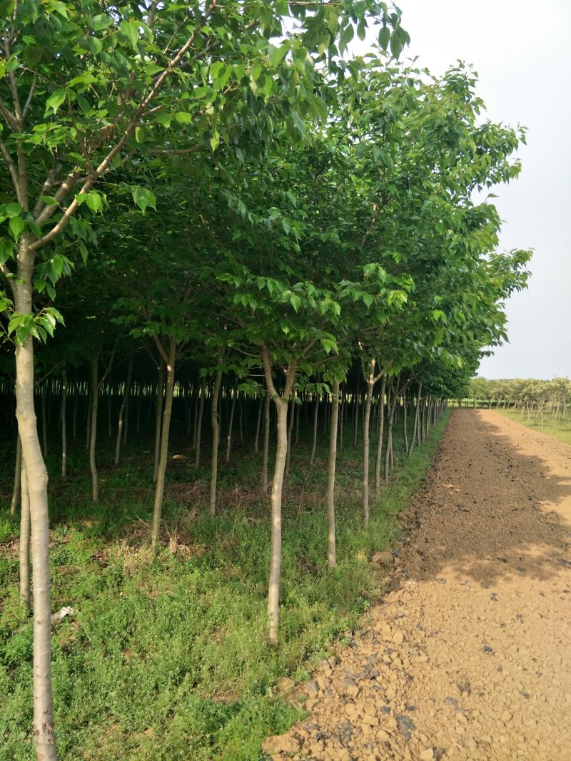 【推荐】女贞大叶女贞大量现货基地直供
