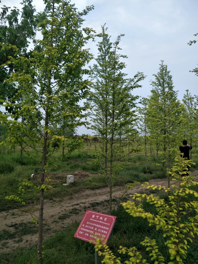 【推荐】女贞大叶女贞大量现货基地直供