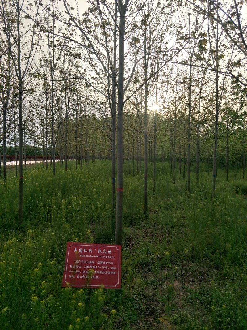 【推荐】女贞大叶女贞大量现货基地直供