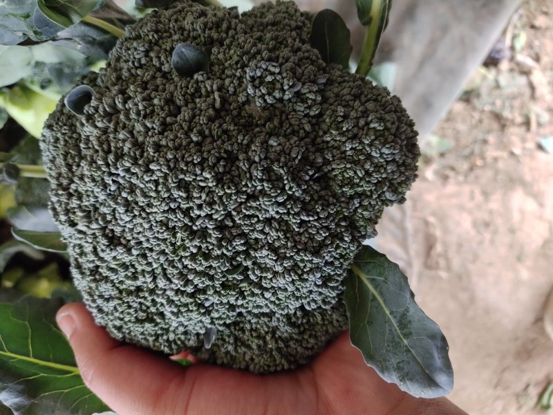 炎秀西蓝花基地种植面积大质量可以，优秀西蓝花