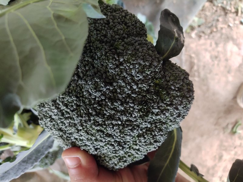 炎秀西蓝花基地种植面积大质量可以，优秀西蓝花