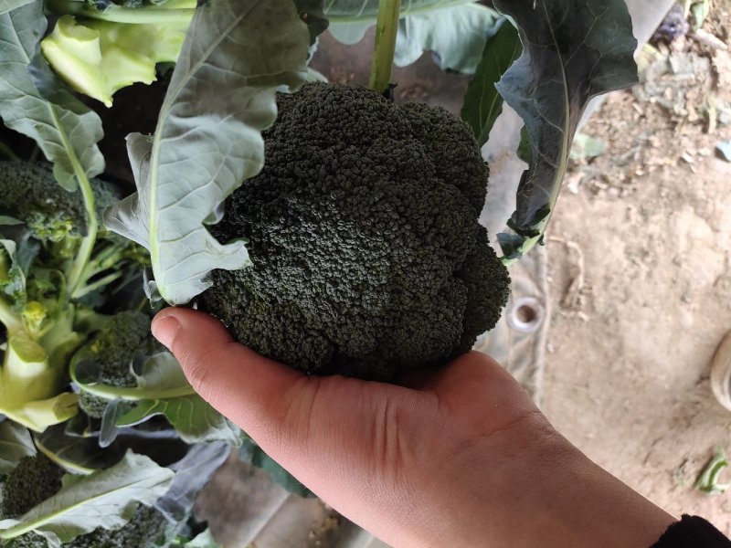 炎秀西蓝花基地种植面积大质量可以，优秀西蓝花