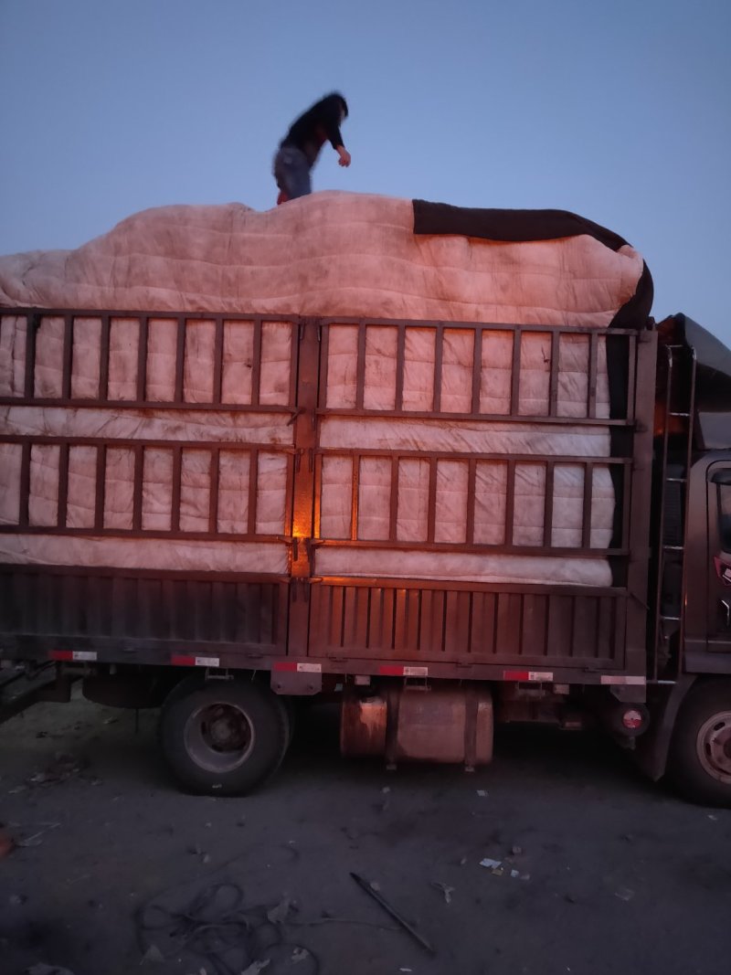 精品黄瓜旱黄瓜产地专业代办耐运输耐储存鲜花带刺