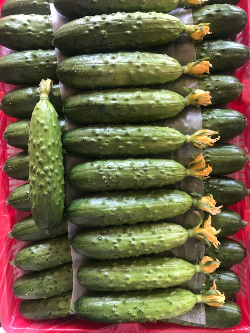 精品黄瓜旱黄瓜产地专业代办耐运输耐储存鲜花带刺