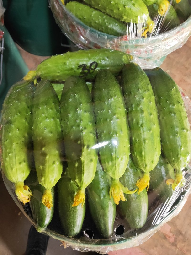 精品黄瓜旱黄瓜产地专业代办耐运输耐储存鲜花带刺