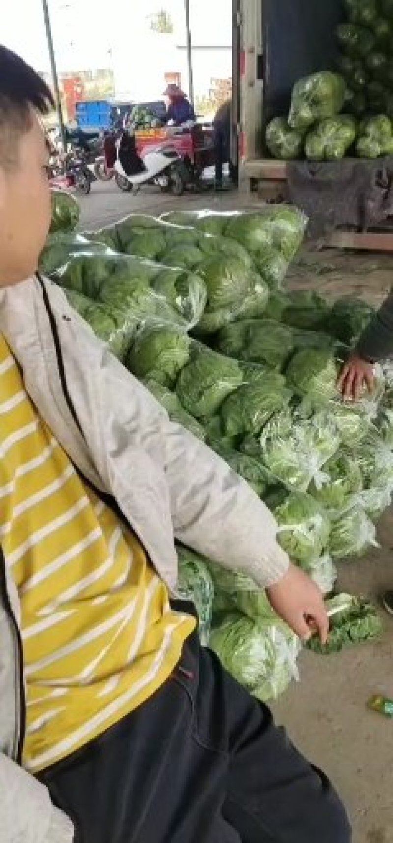 基地绿甘蓝大量上市供应，质量保证，价钱合理