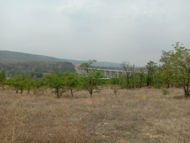 纯野生无污染新鲜槐花大量上市