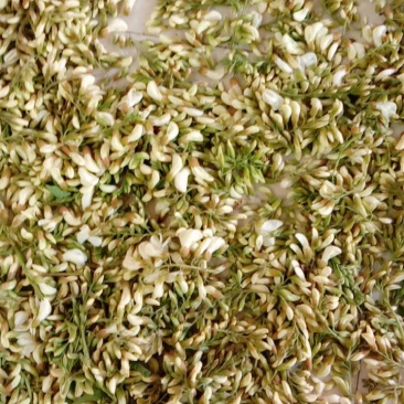 纯野生无污染新鲜槐花大量上市