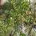 纯野生无污染新鲜槐花大量上市
