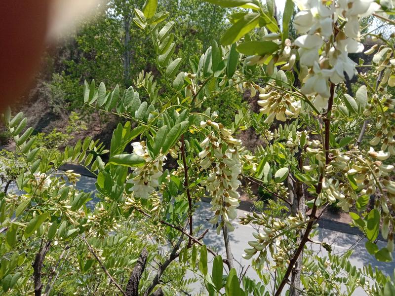 纯野生无污染新鲜槐花大量上市