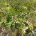纯野生无污染新鲜槐花大量上市