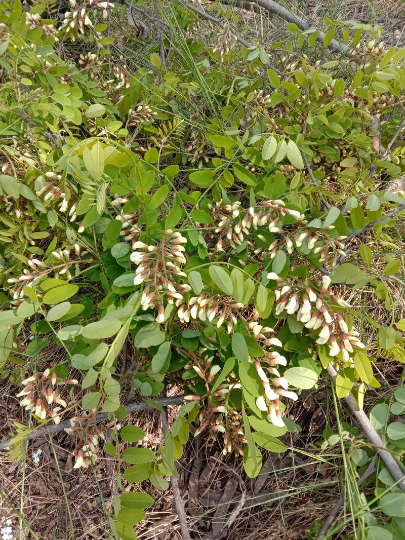 纯野生无污染新鲜槐花大量上市