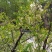 纯野生无污染新鲜槐花大量上市