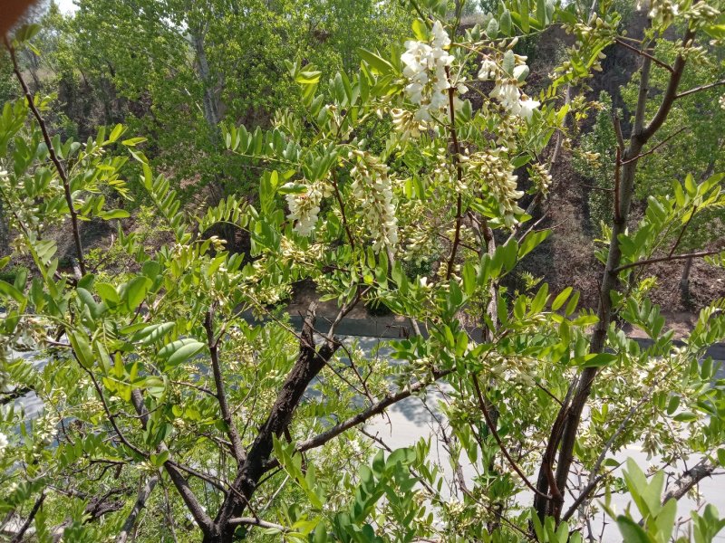 纯野生无污染新鲜槐花大量上市