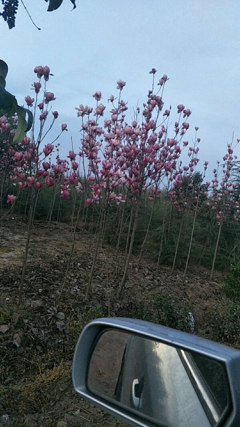 槐树🌲金叶复叶戚，高低杆石楠树，石楠球，大叶女贞，等
