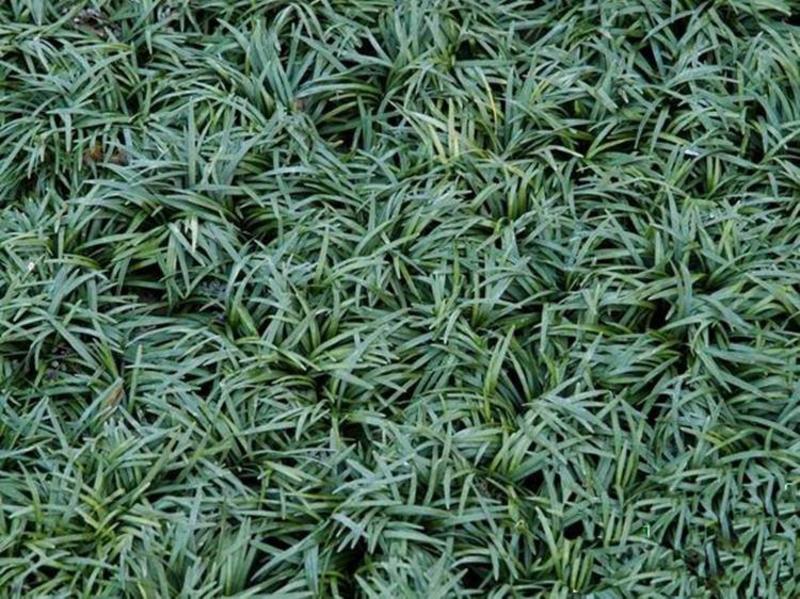 玉龙草(日本矮麦冬)庭院绿化工程用苗耐寒耐冻量大从优