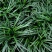 玉龙草(日本矮麦冬)庭院绿化工程用苗耐寒耐冻量大从优