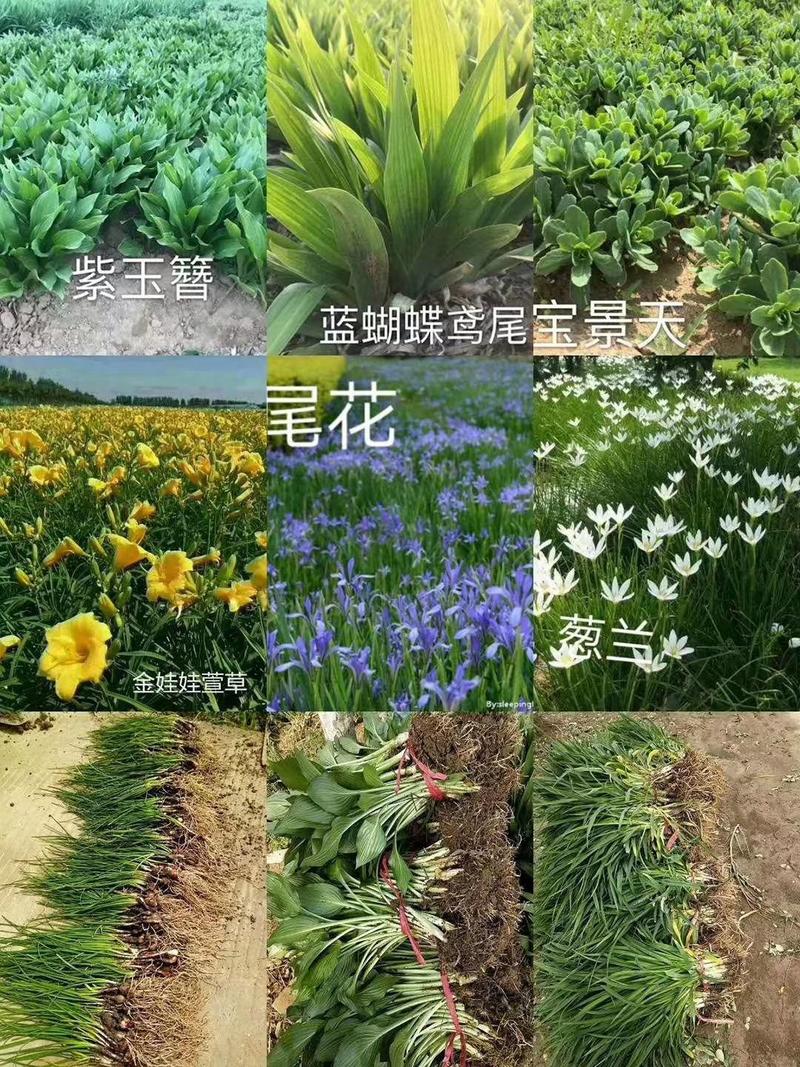 玉龙草(日本矮麦冬)庭院绿化工程用苗耐寒耐冻量大从优