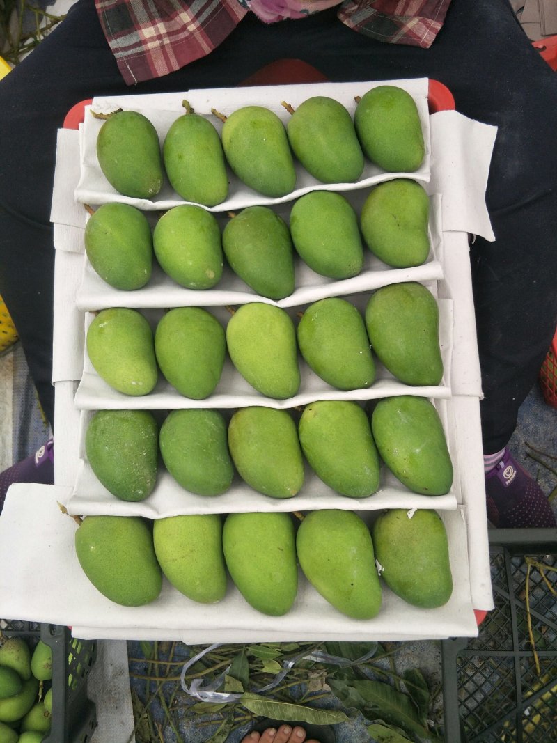 小台芒