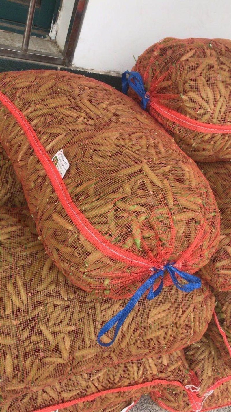 河南南阳豌豆荚饱满、无斑，量大从优，豌豆荚6～8厘米